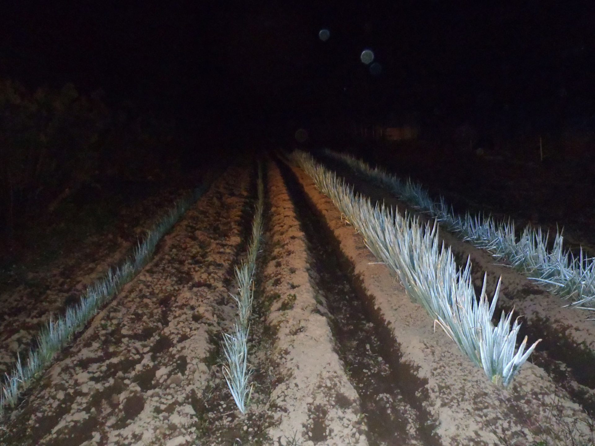 ネギ　収穫　221027